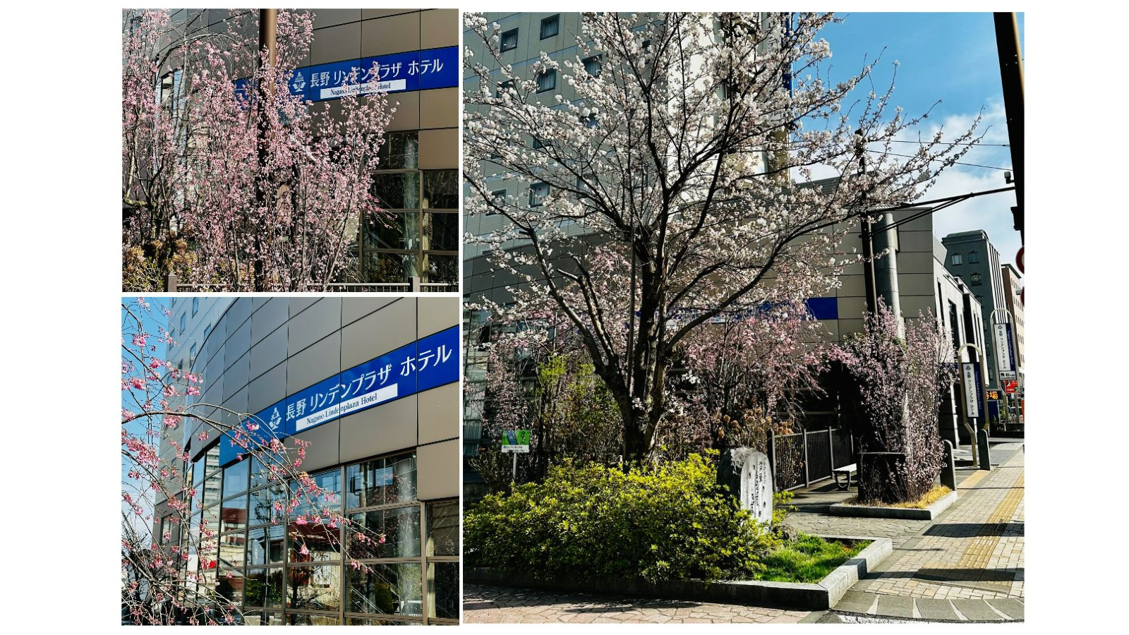 リンデンプラザ横公園の桜